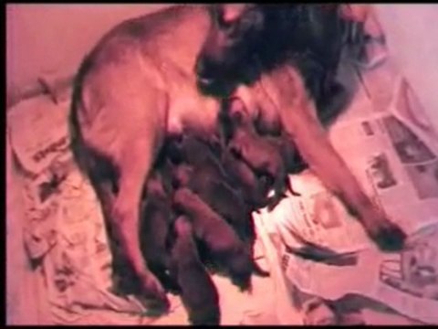 Portee Briska et Us'ton du calvaire aux acacias