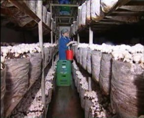 Kültür Mantarı Yetiştiriciliği