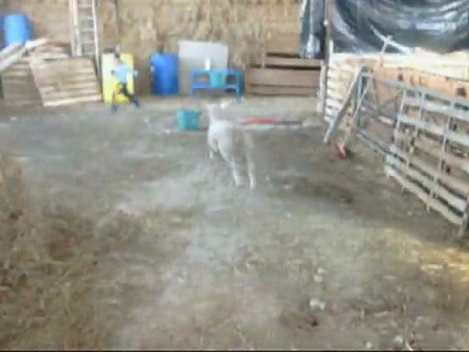 Chipie