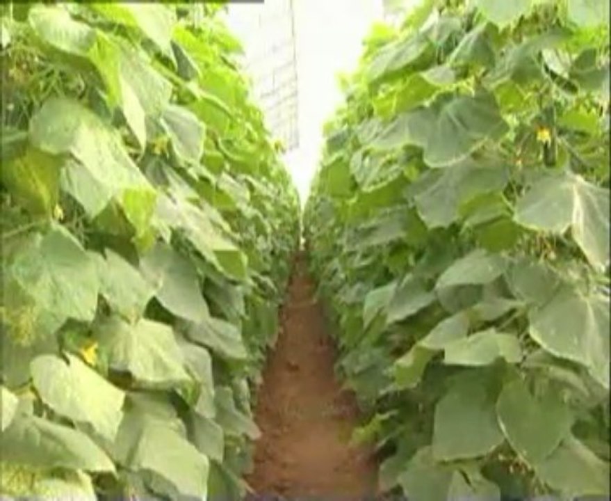 örtü altı sebze yetiştiriciliği-2