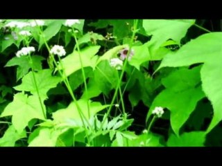 Valarian root herbal medicine. For humans & dogs.