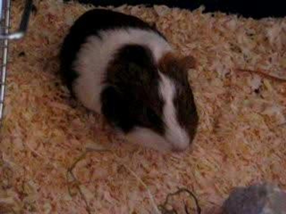 Roxy dans sa cage