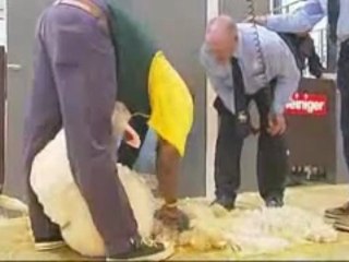 2008 bjerkreim golden shears, Norway. Blade Shearing Final