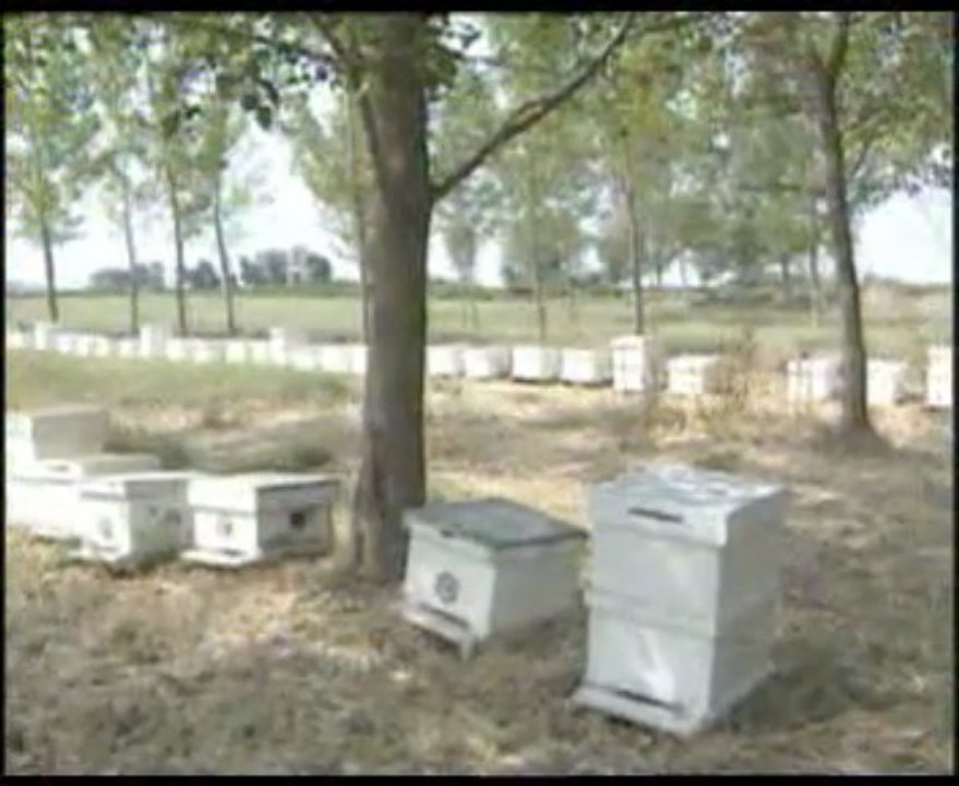 Arı Hastalık ve Zararlıları