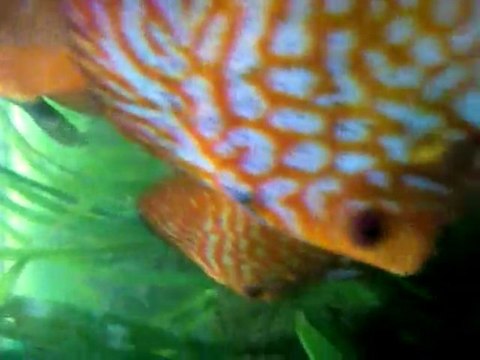 Discus repro bac comunautaire