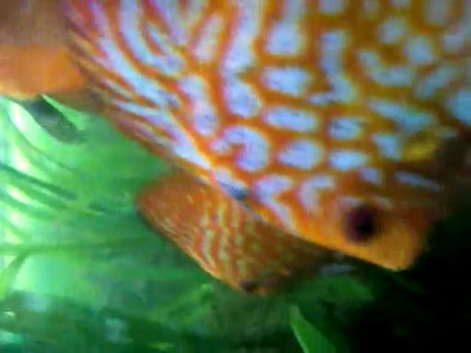 Discus repro bac comunautaire