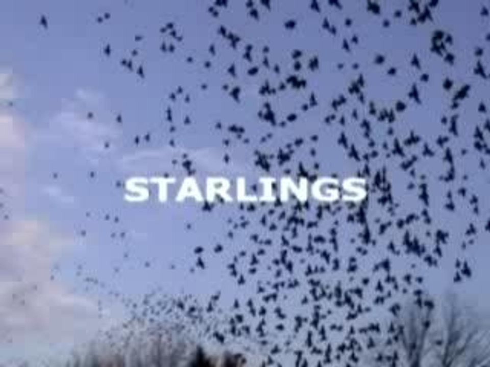 The Birds II Les Oiseaux II ?