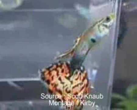 Reproduction guppy : bebes guppies