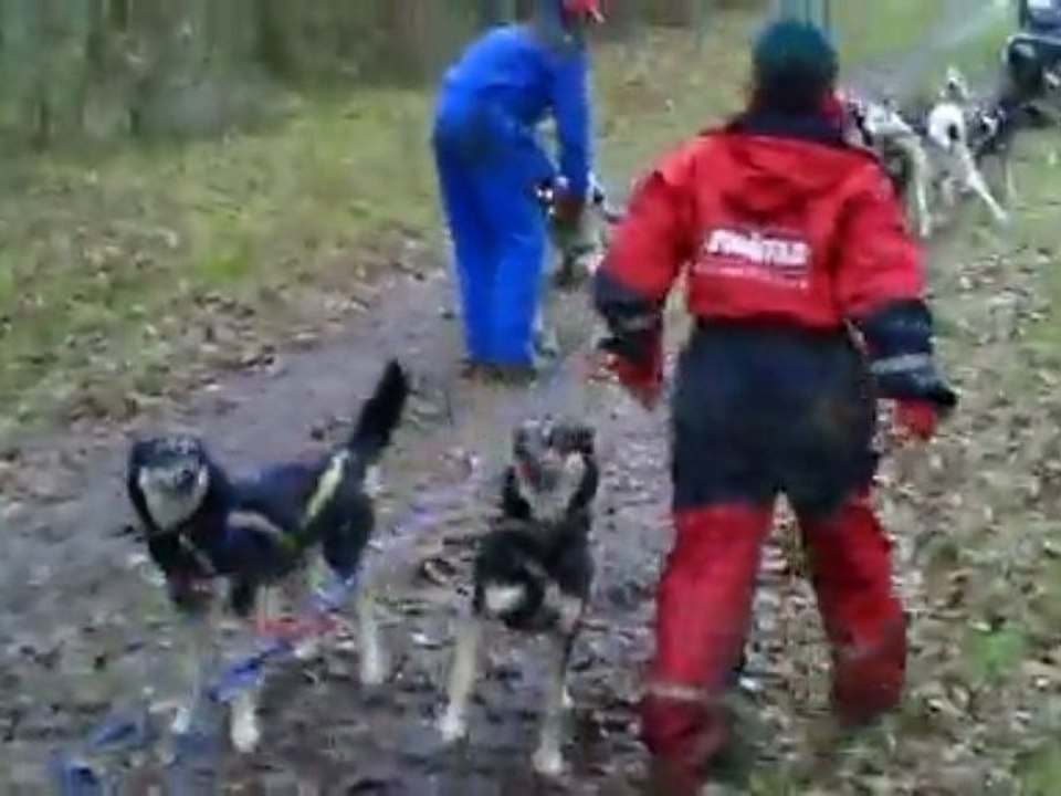 rassemblement chiens de traineau corrèze
