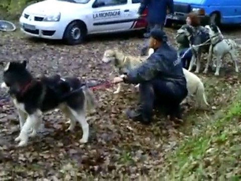 rassemblement chiens de traineau corrèze