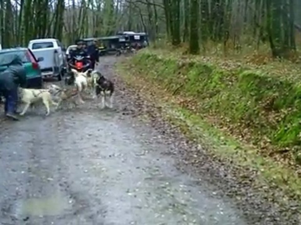 rassemblement chiens de traineau corrèze