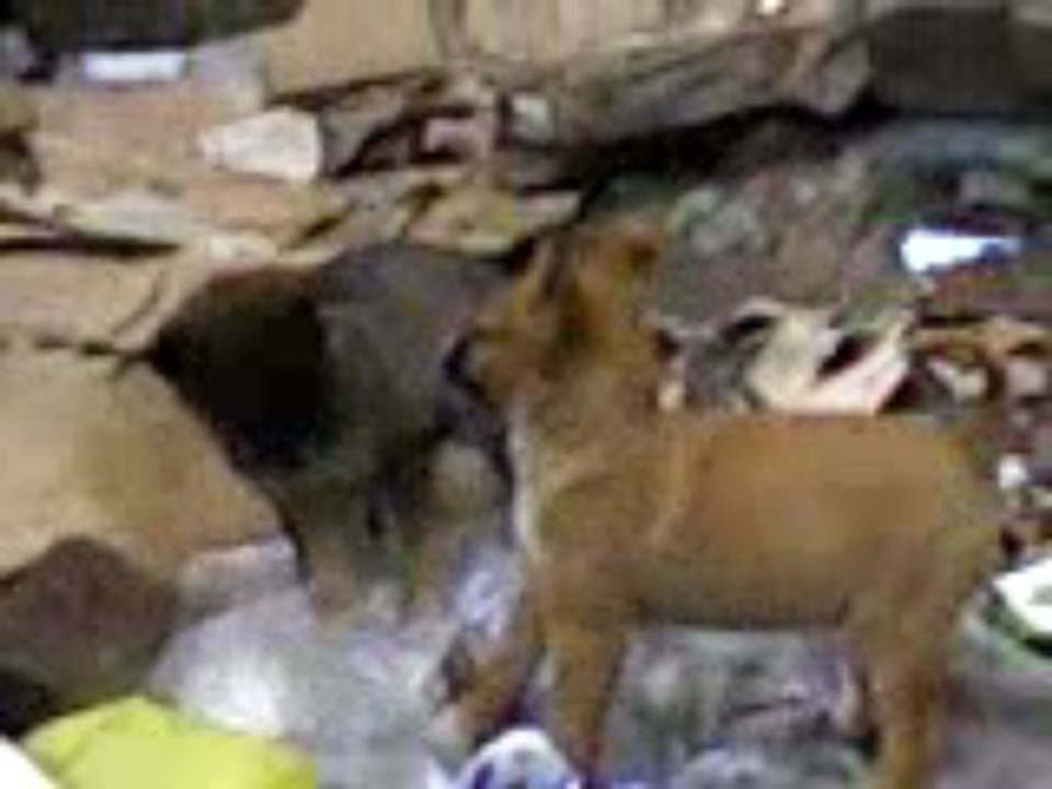 kangal vs pitbull