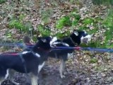 rassemblement chiens de traineau corrèze