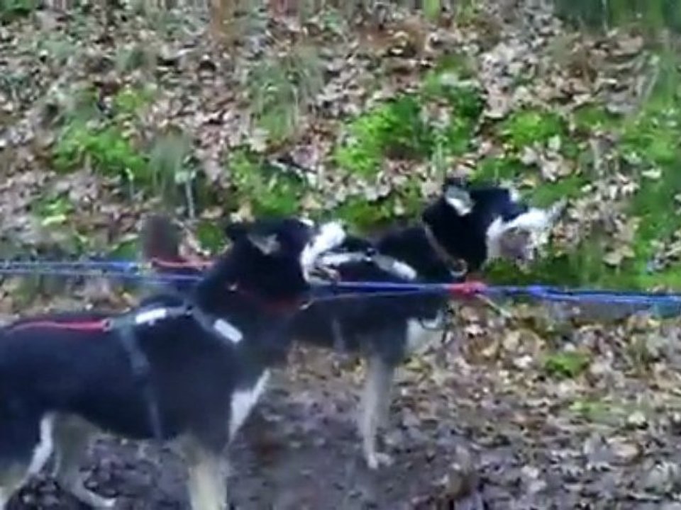 rassemblement chiens de traineau corrèze