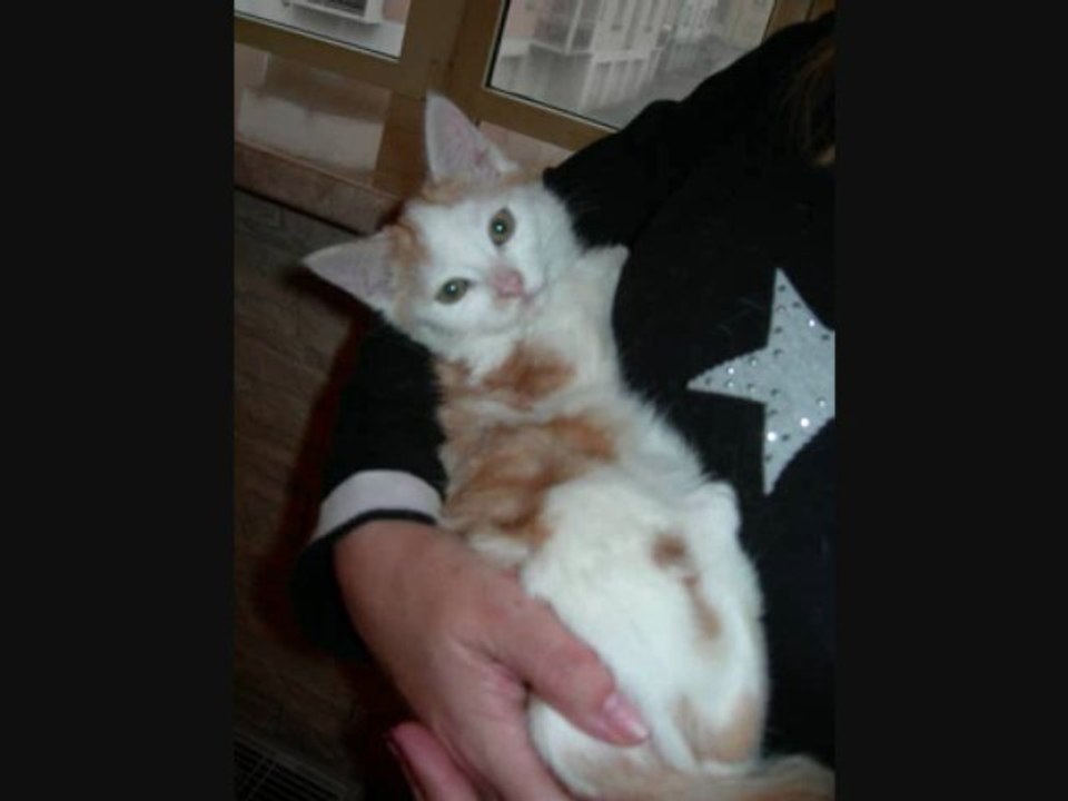 Hommage à notre petit Shinji / Matéo