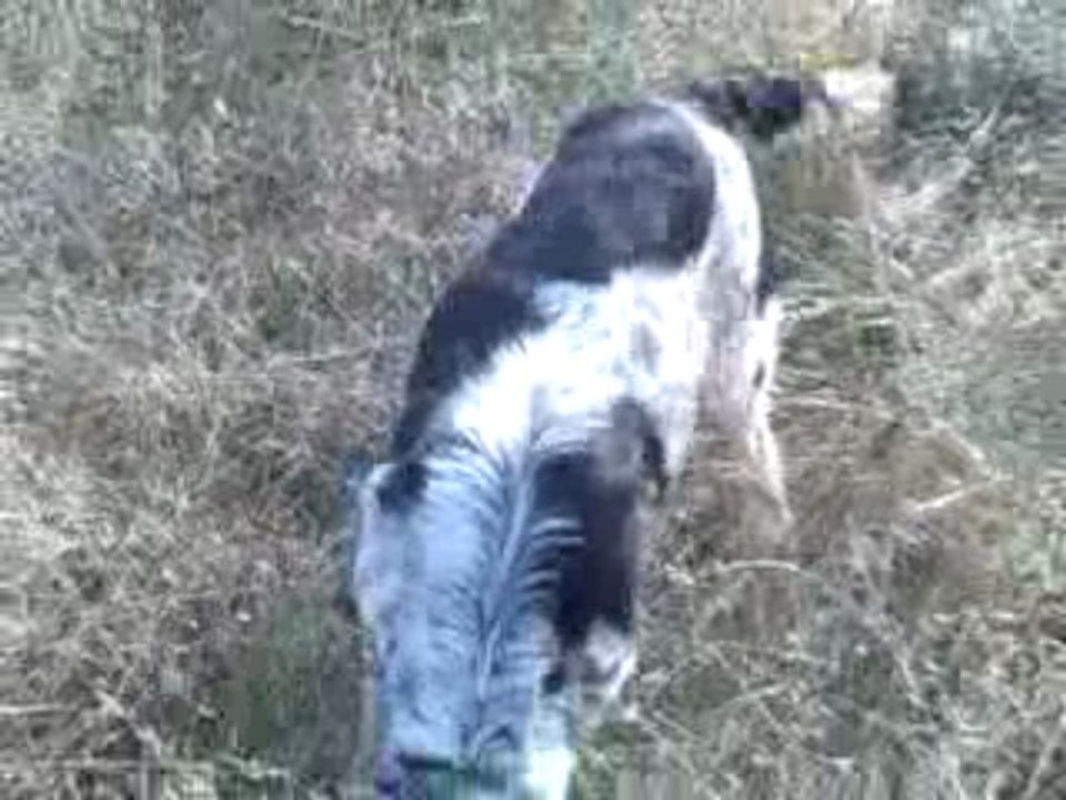 setter