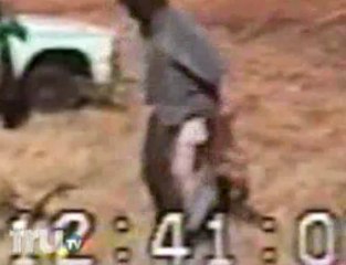 Most Daring - Mano a Emu