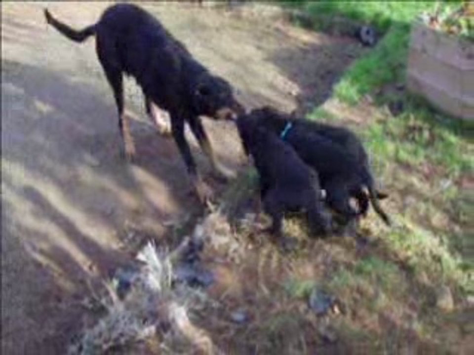 maman alias 2me leon de mordant