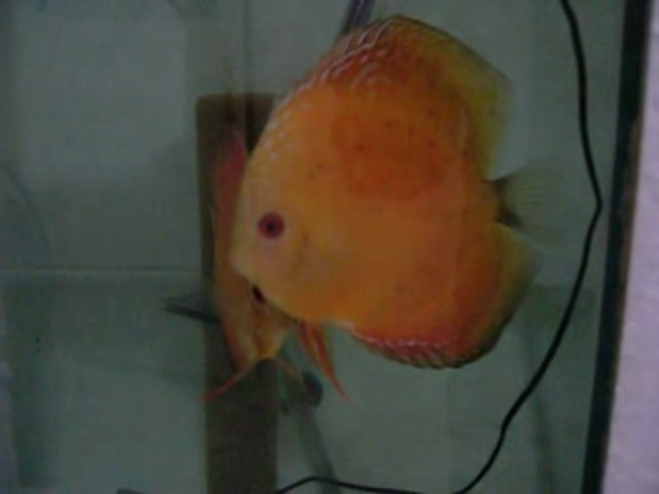 Marlboro Discus Yavruları