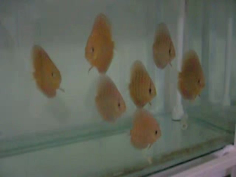 Red dragon leopard 5,5 aylık