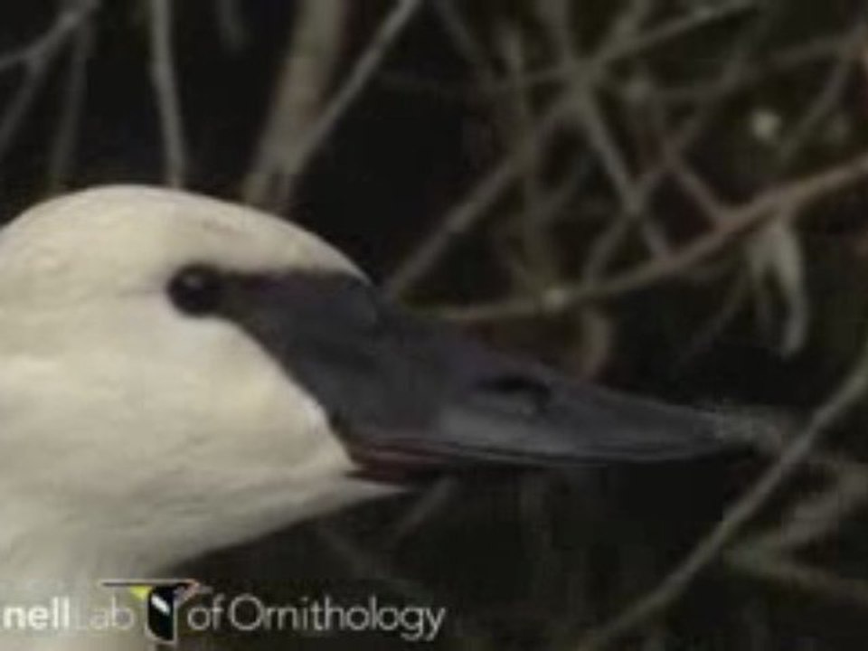 Cygnus buccinator