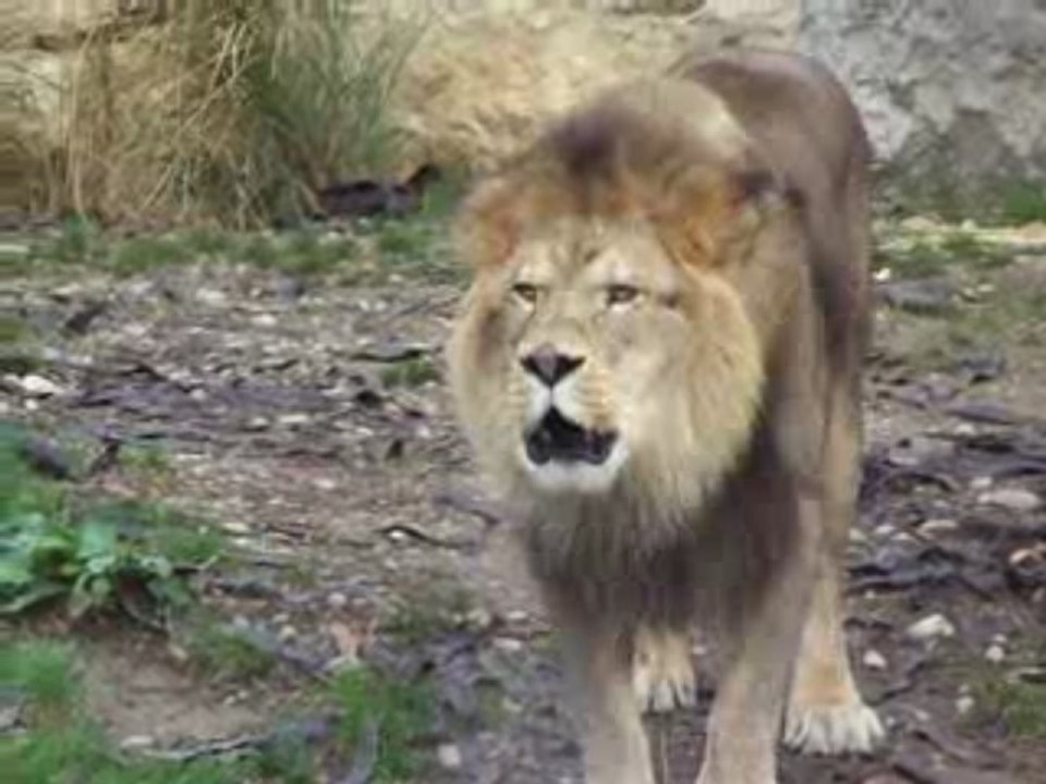Le Lion De L Atlas Maroc LE LION DE L'ATLAS. - Vidéo Dailymotion