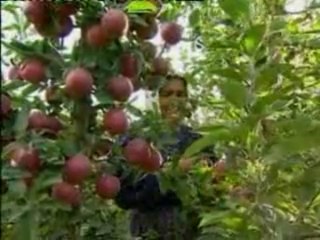 Gübreler ve Gübreleme-2