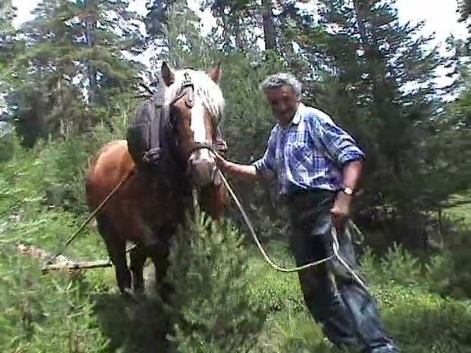 Abattage à Aussois