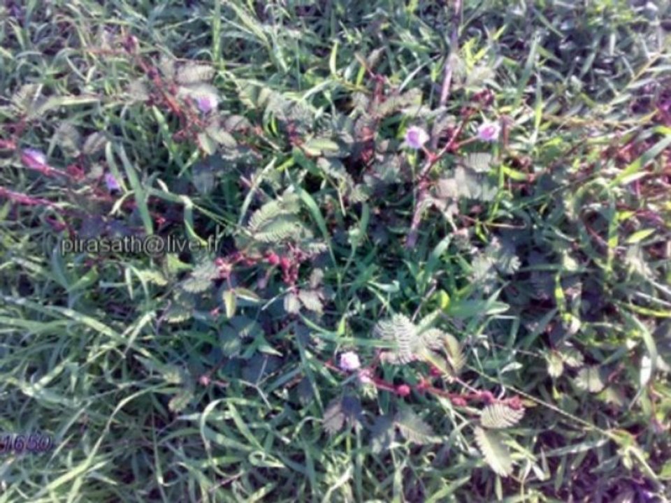 JAFFNA யாழ் ஞாபகம் 16