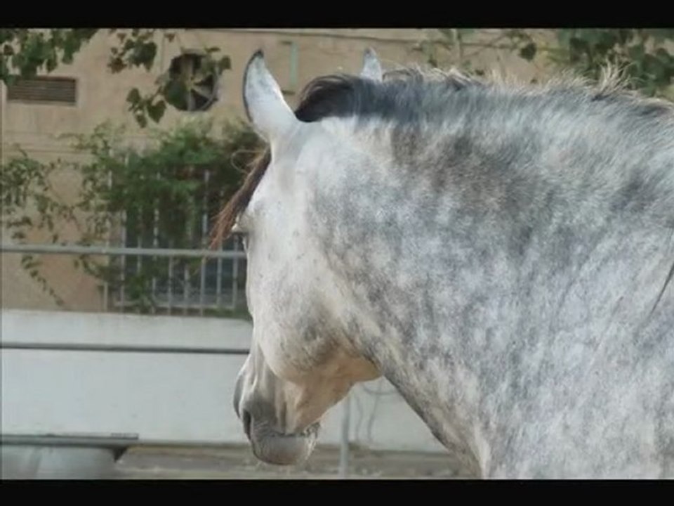 Pedrin ♥
