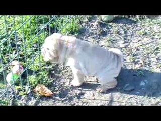 Les bébés de Dalhia et Caméo 1 mois et 15 jours