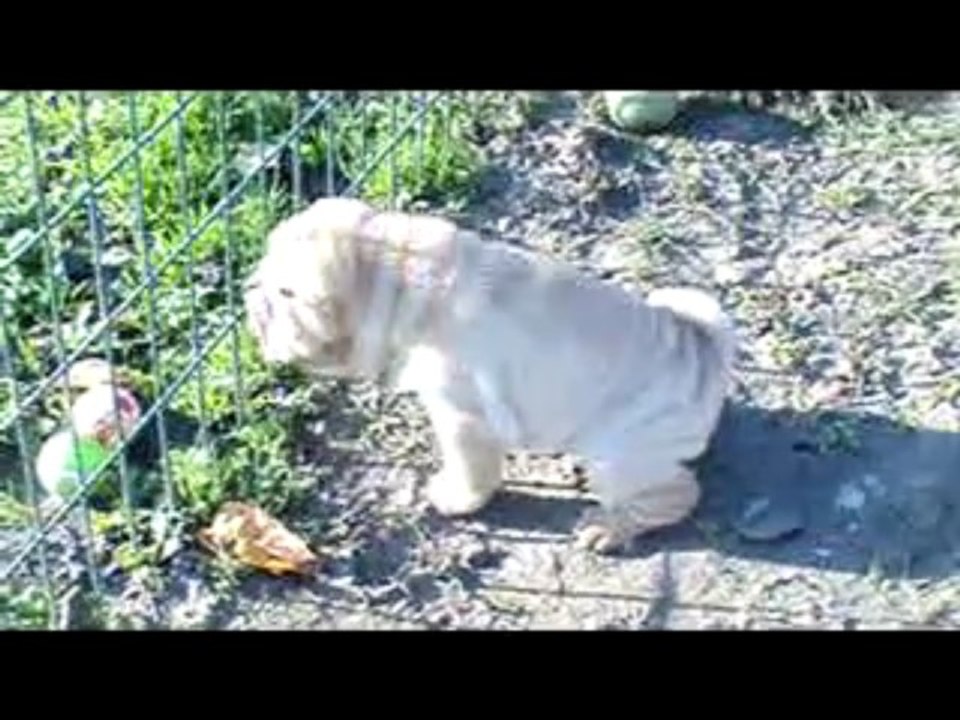 Les bébés de Dalhia et Caméo 1 mois et 15 jours