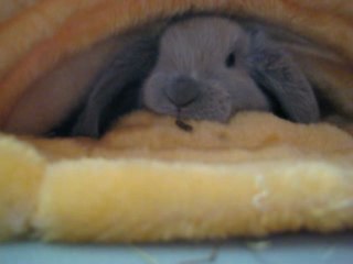 Video 9 lola lapin belier