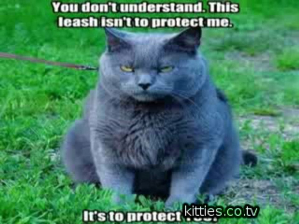 FUNNIEST KITTIES Very Funny Cats 58