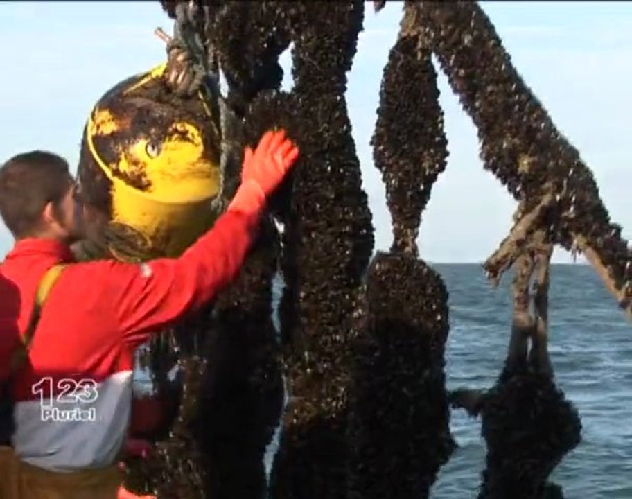 Les moules de Dunkerque