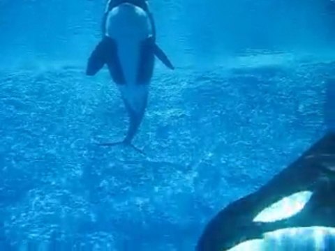 Ocean Florida - Florida Villas