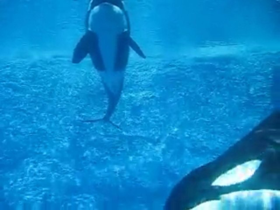 Ocean Florida - Florida Villas