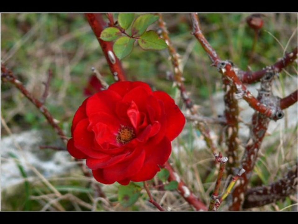 ~~ LES ROSES DE DECEMBRE ~~