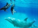Nager avec les dauphins 3_0004