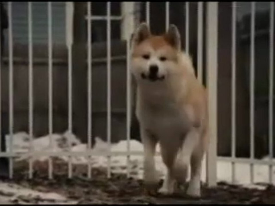 Hachi - A Dog's Tale