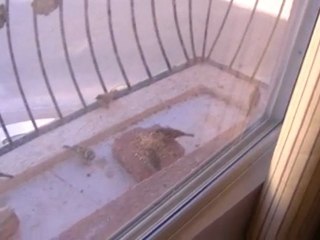 Sparrows feeding in Kuwait