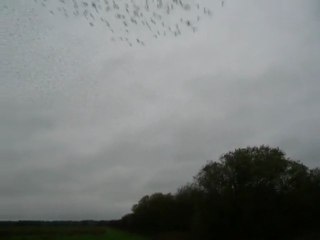 ET-12/09-BPT-voliervoltige