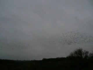 ET-12/09-BPT-volier1