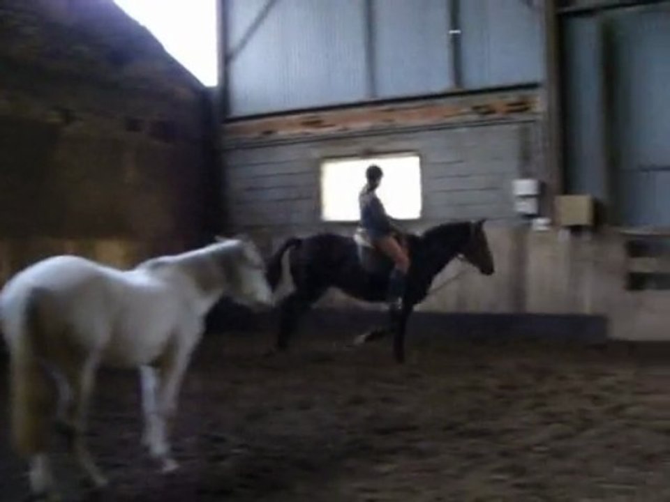 Hope et chloé en dressage et lib
