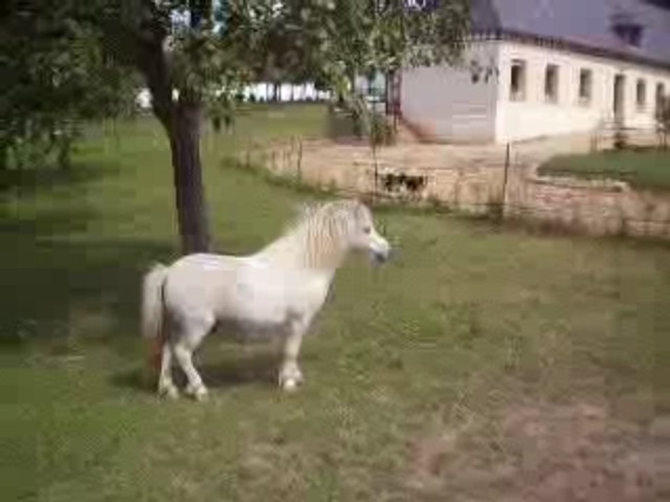 Romeo amoureux