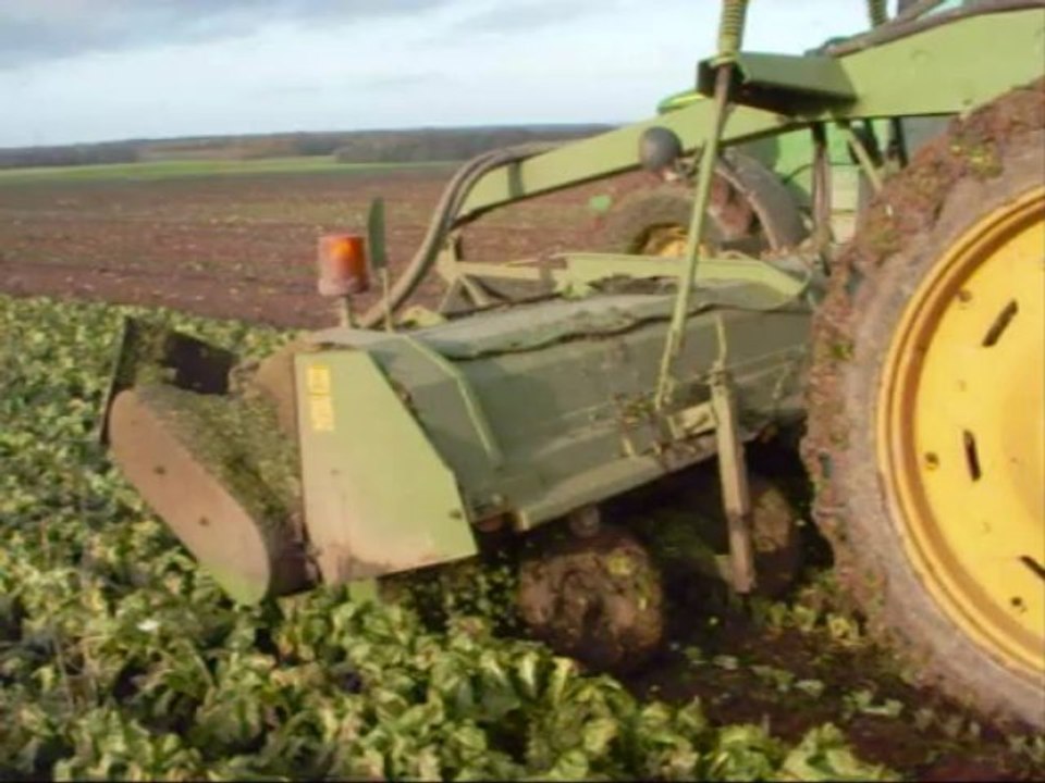 Arrachage endive dans la Somme