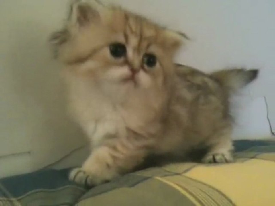 Ellys de Silver Gate chaton Persan Golden Femelle Disponible