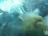 Polar Bear Pooping - Incredible !!