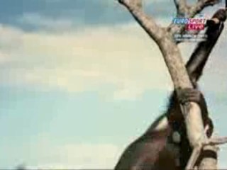 animals want to win world cup