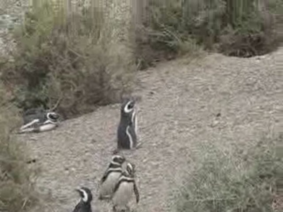 Pinguins ils se serrent la plume!